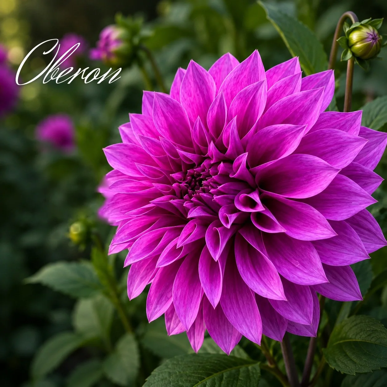 Oberon
