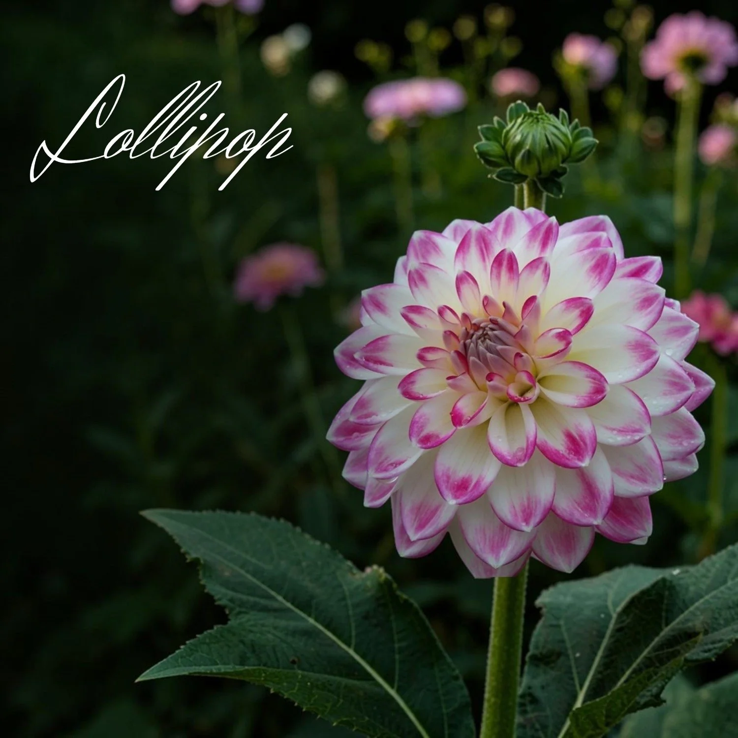 Lollipop