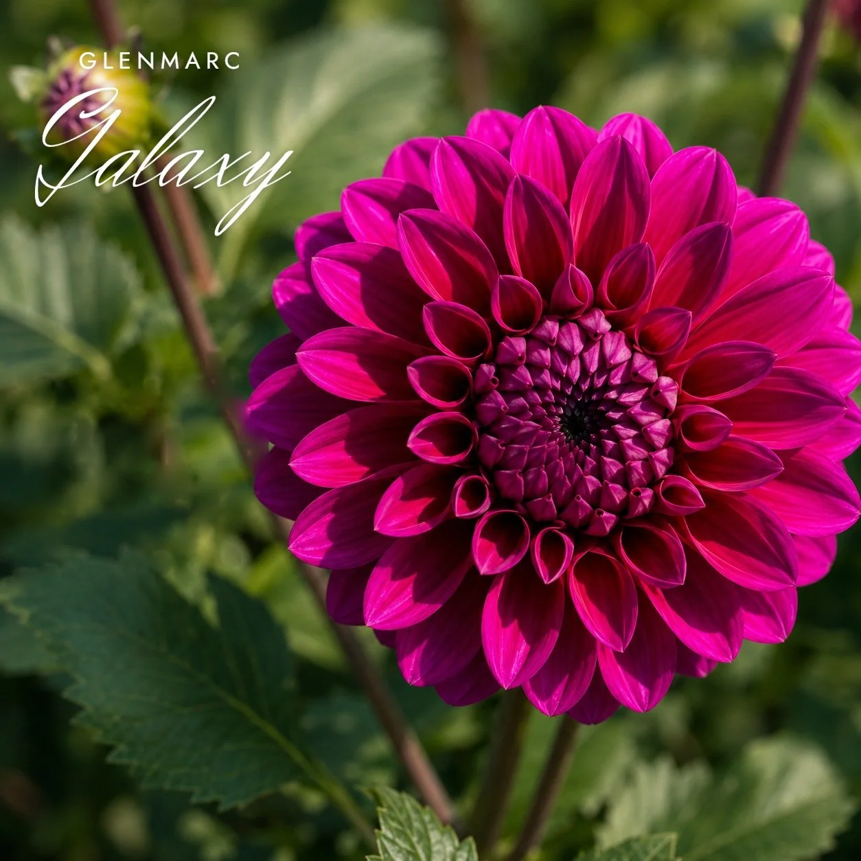 Glenmarc Galaxy