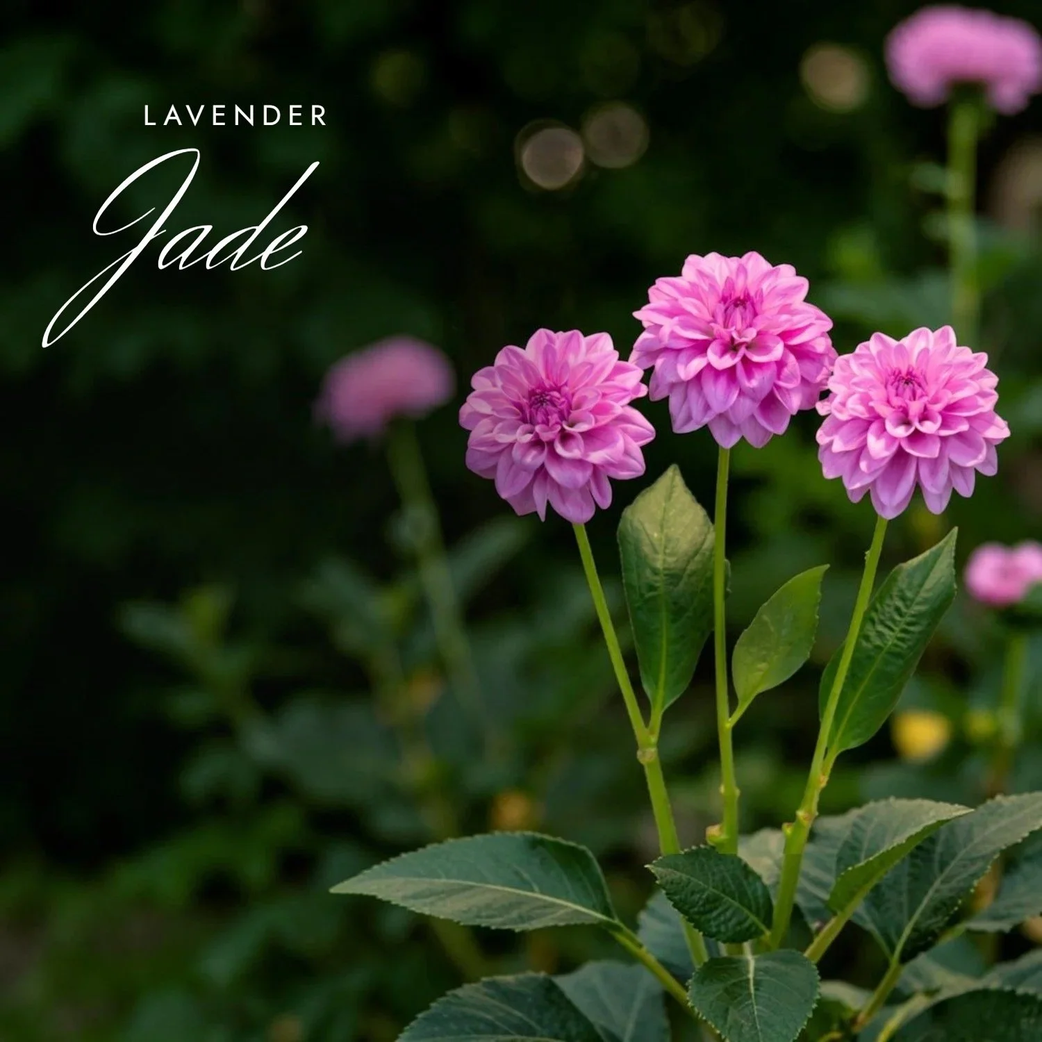 Lavender Jade