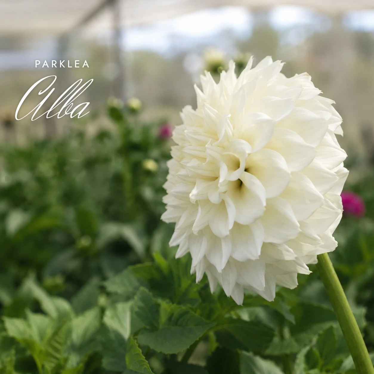 Parklea Alba
