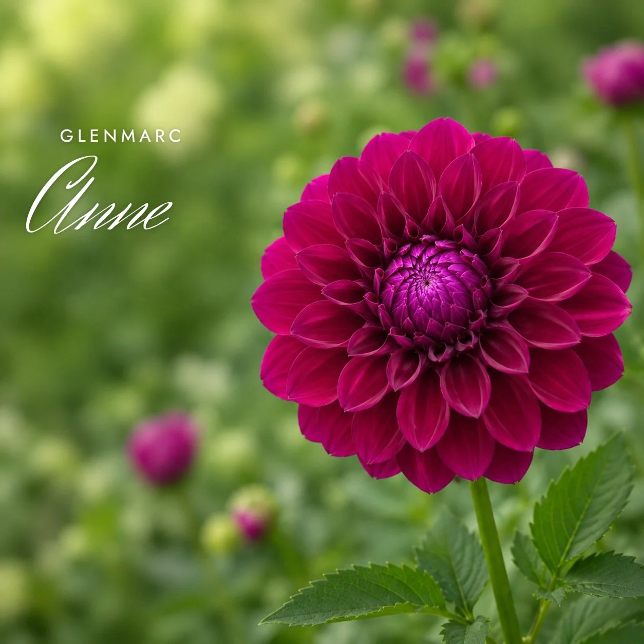 Glenmarc Anne