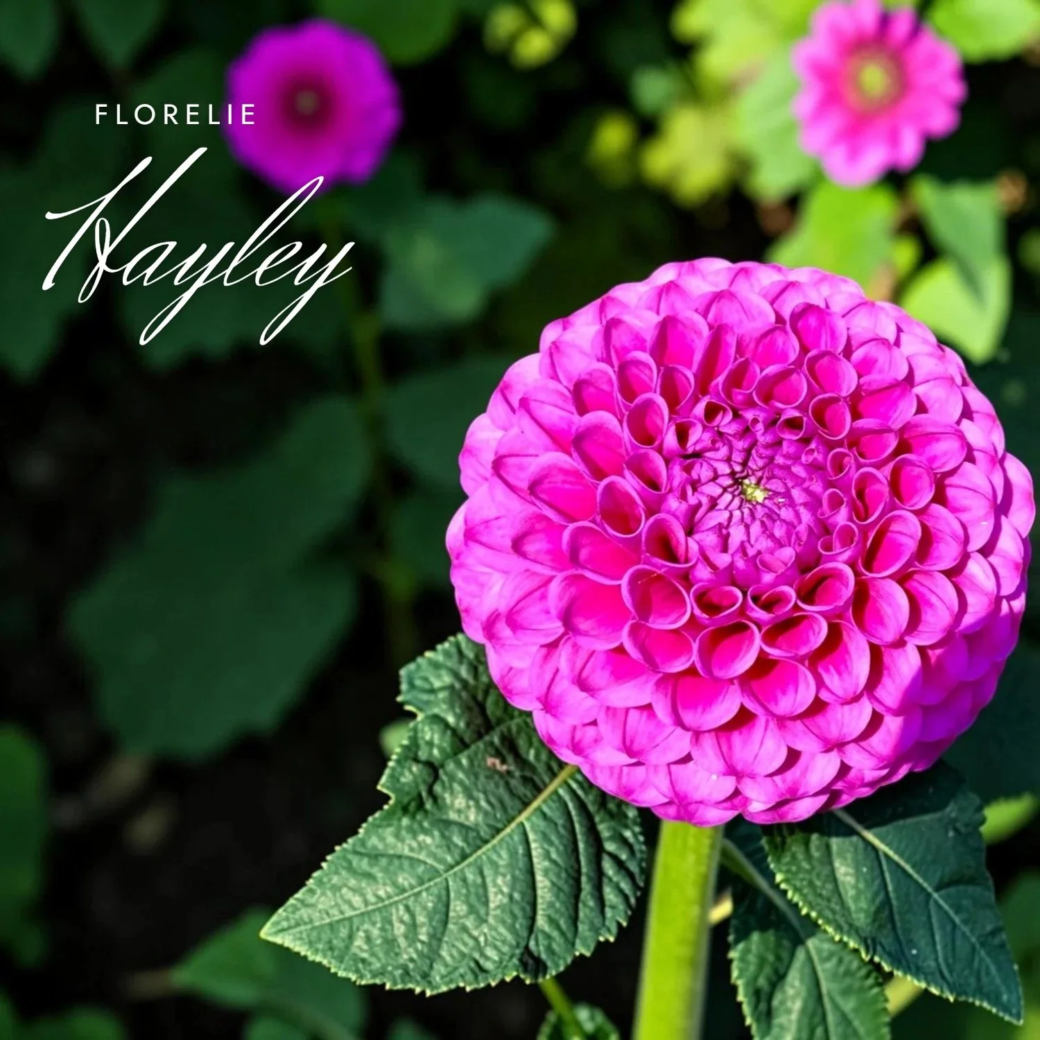 Florelie Hayley