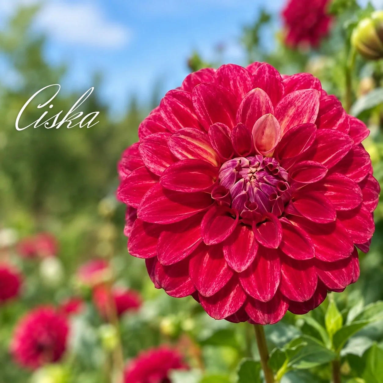 Ciska