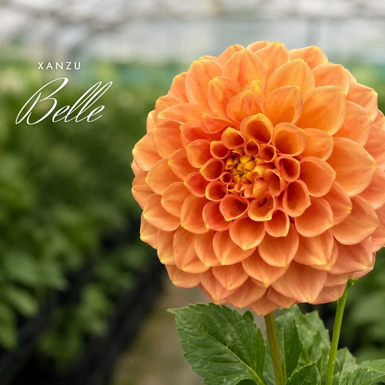 Xanzu Belle