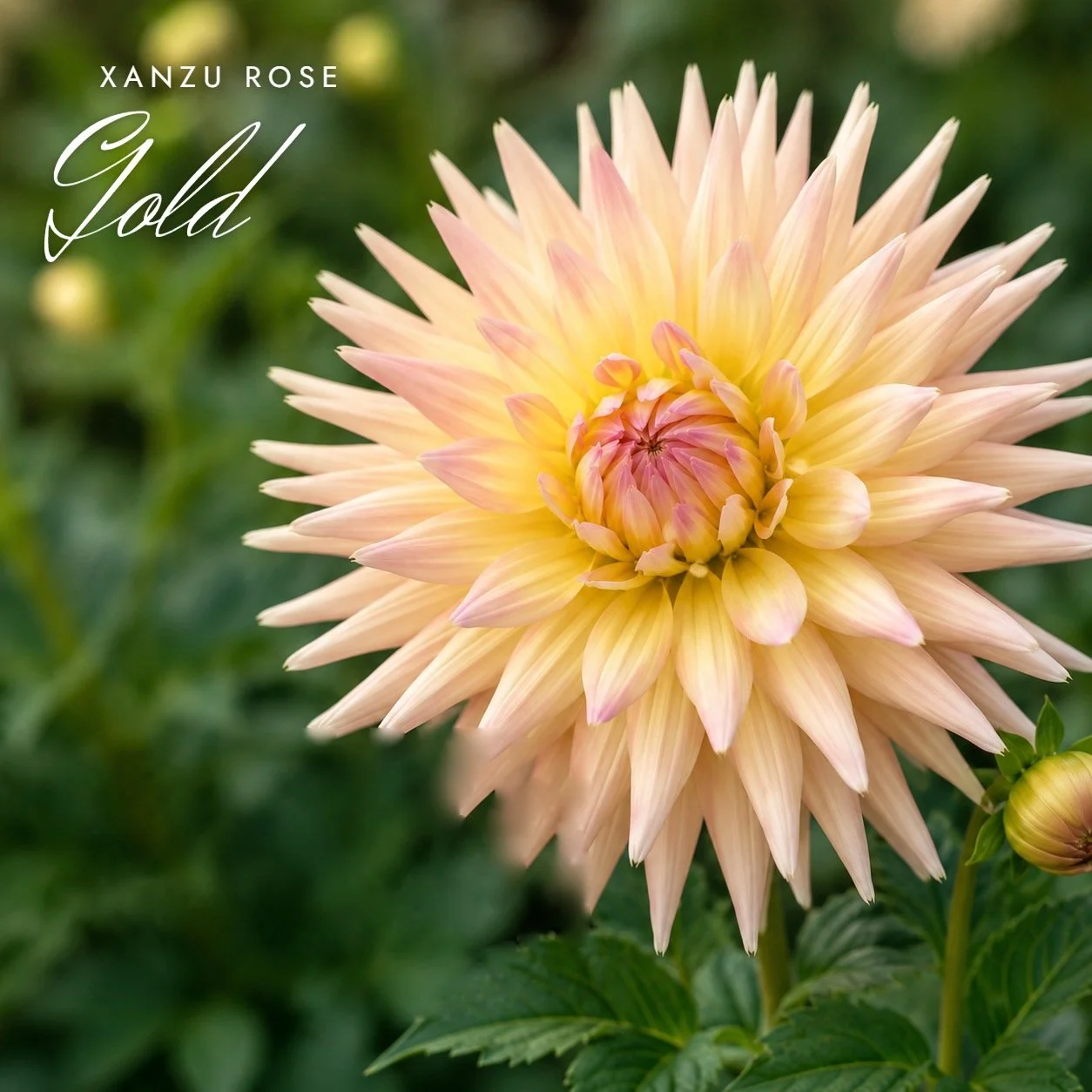 Xanzu Rose Gold