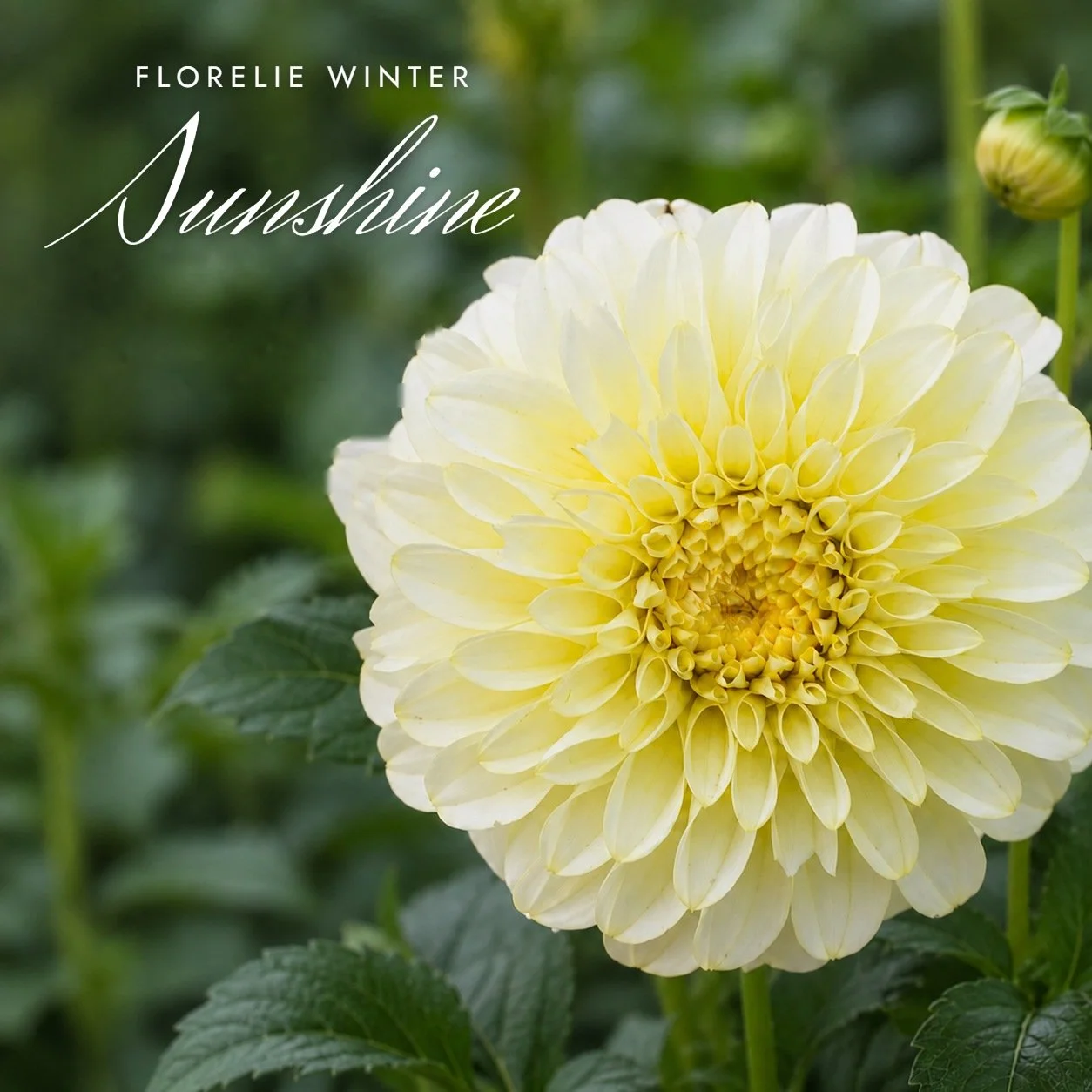 Florelie Winter Sunshine