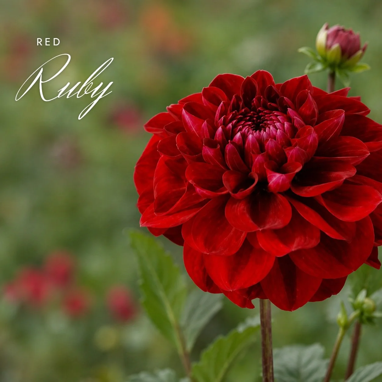 Red Ruby