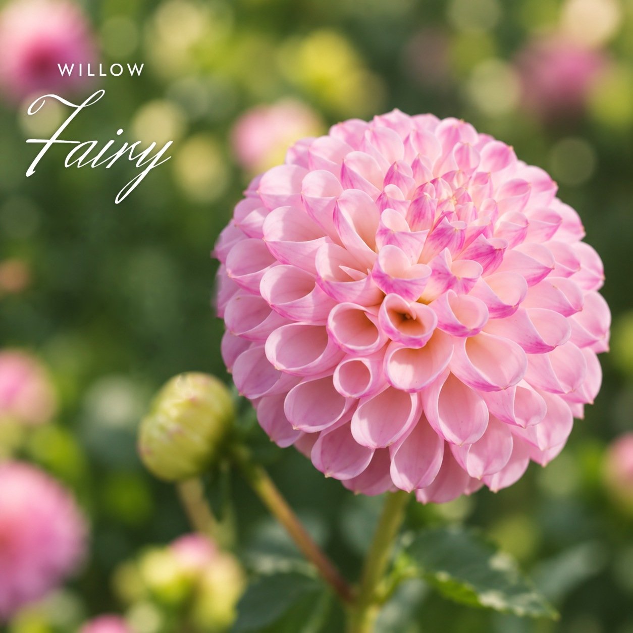 Willow Fairy