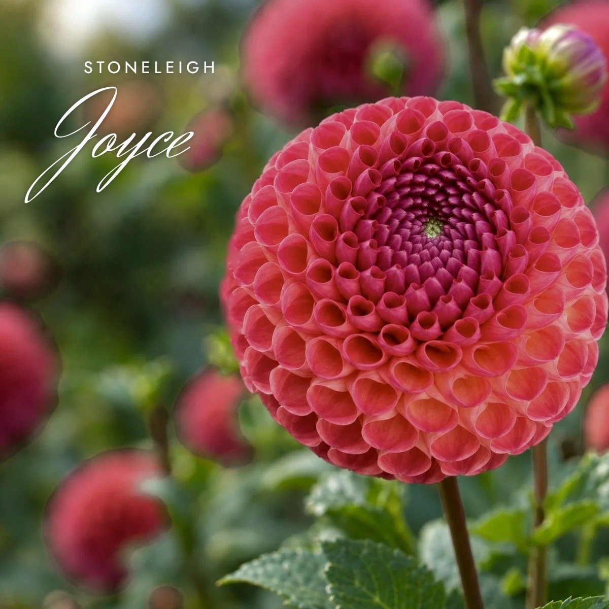 Stoneleigh Joyce