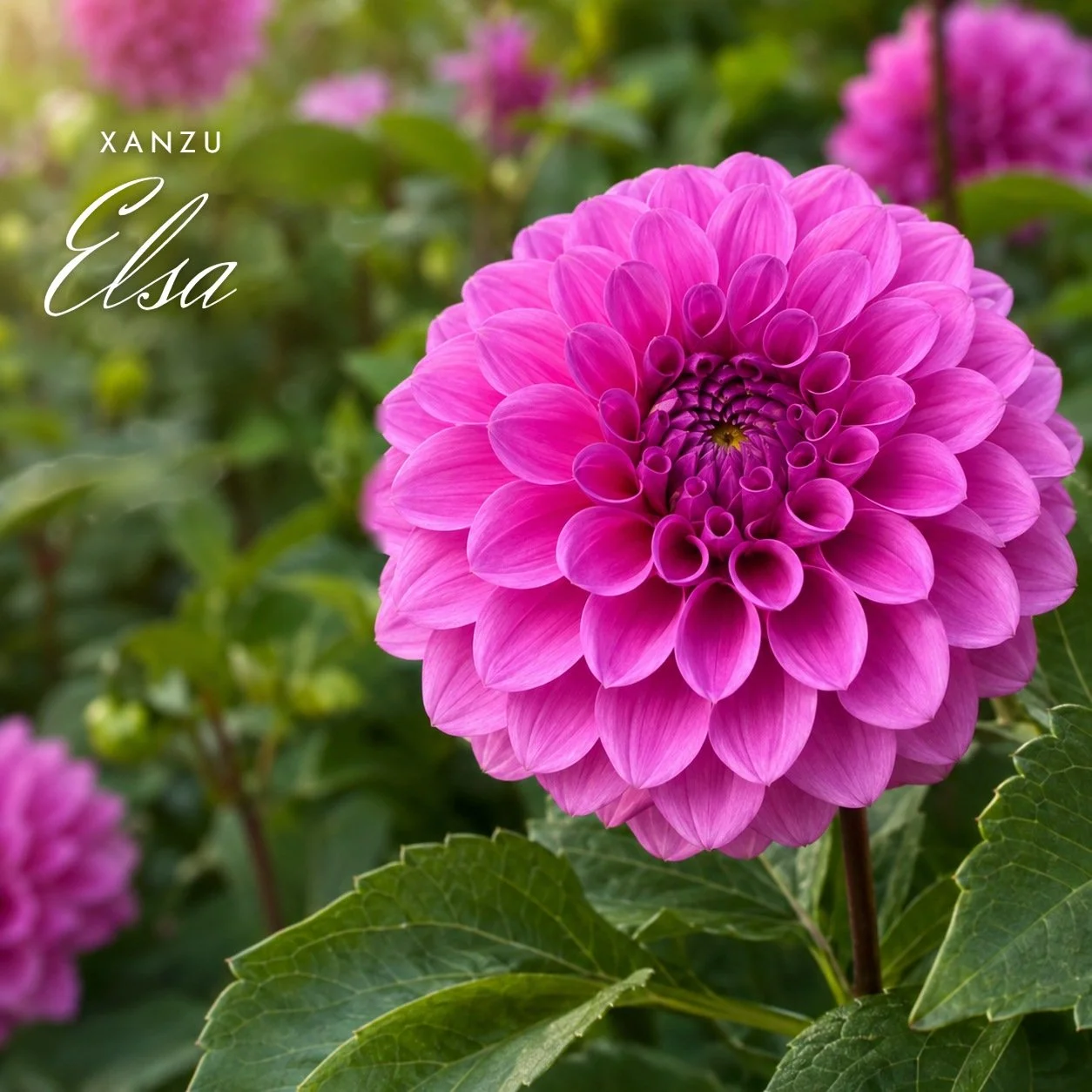 Xanzu Elsa