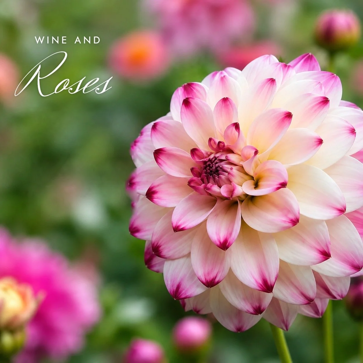 Wine and Roses
