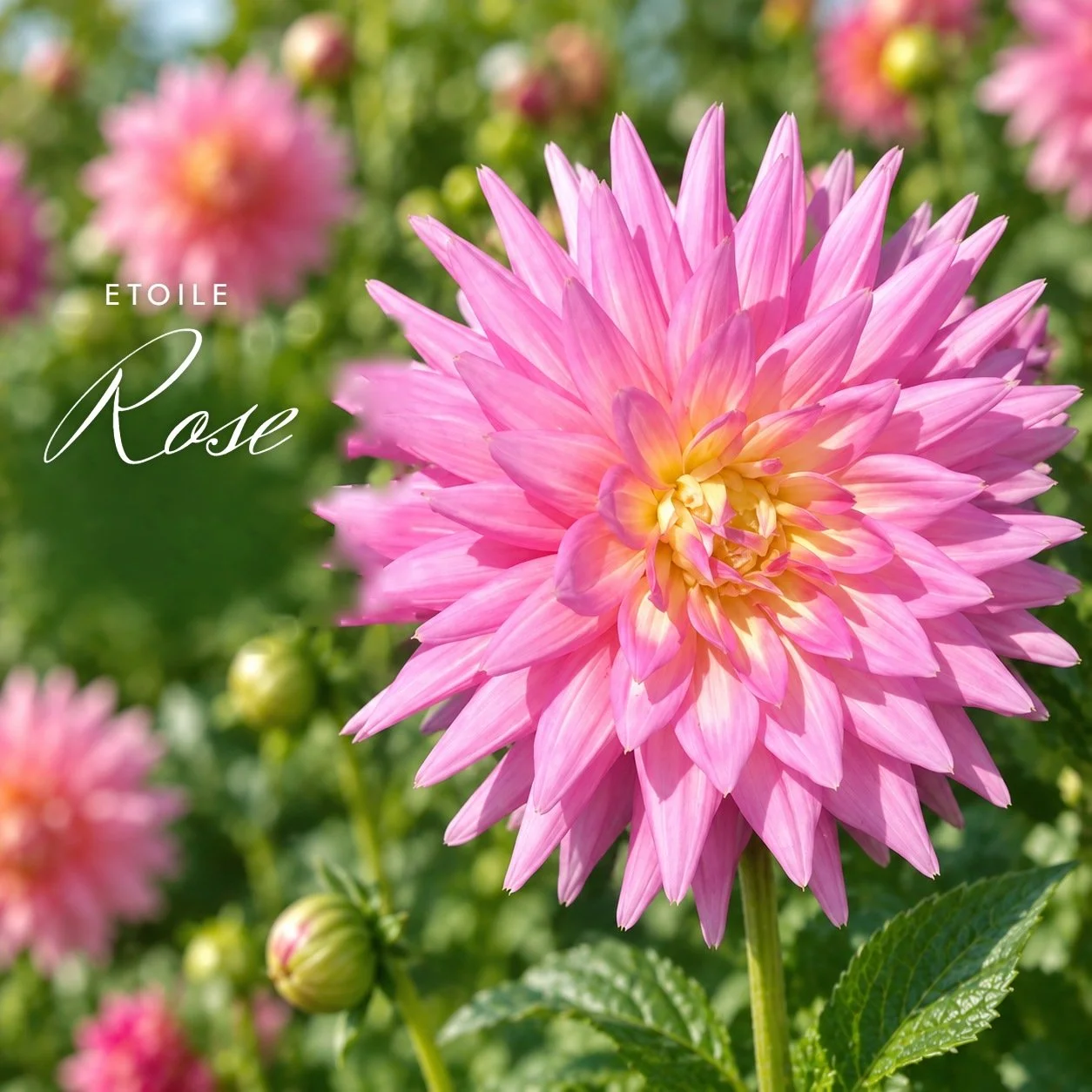 Etoile Rose