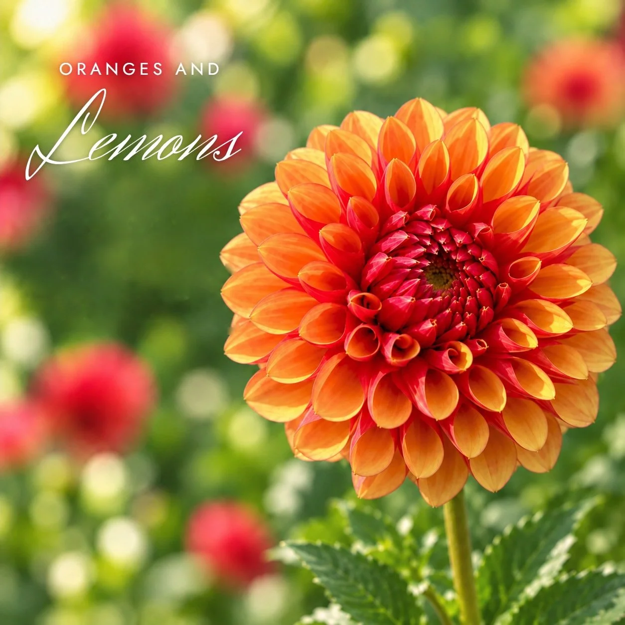 Oranges and Lemons