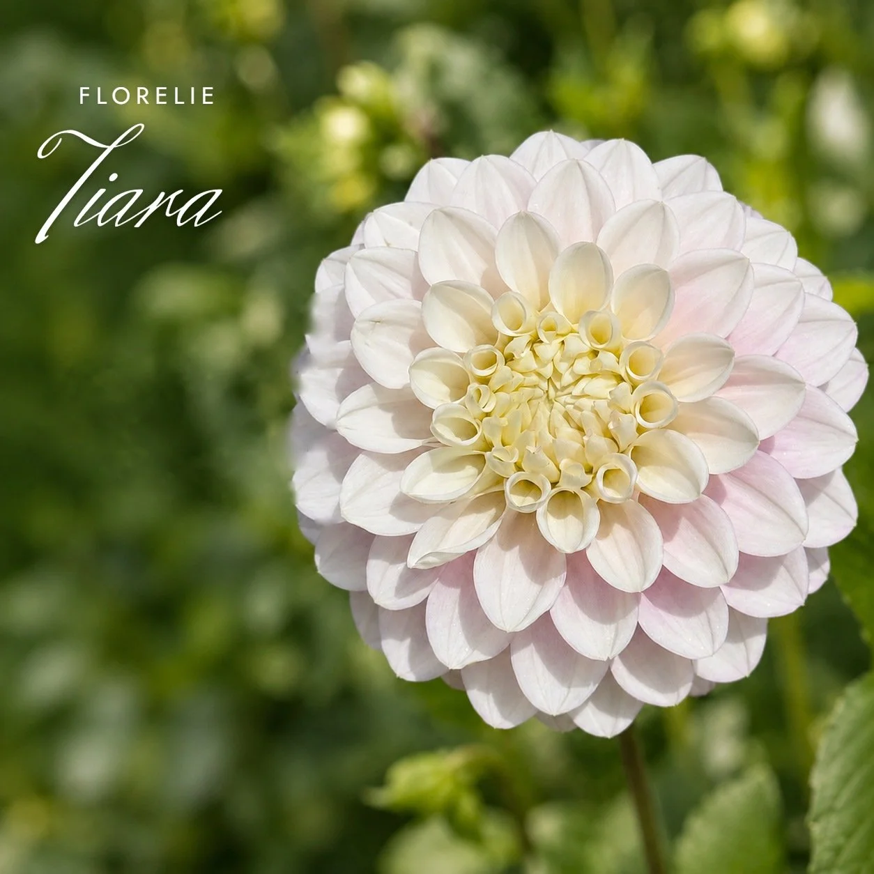 Florelie Tiara