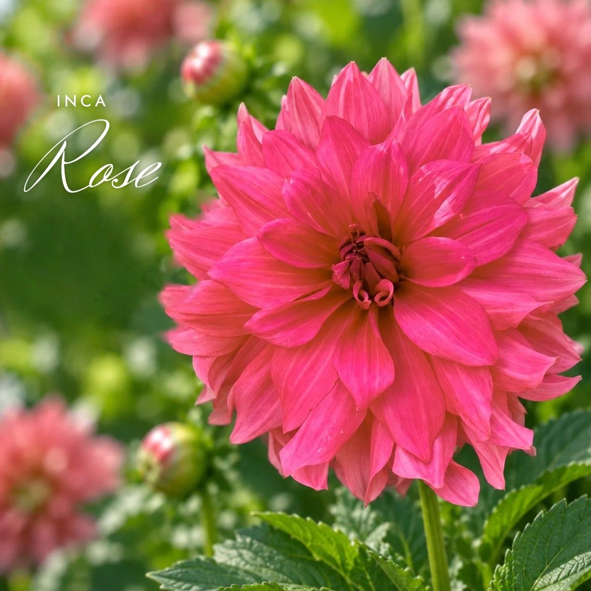 Inca Rose