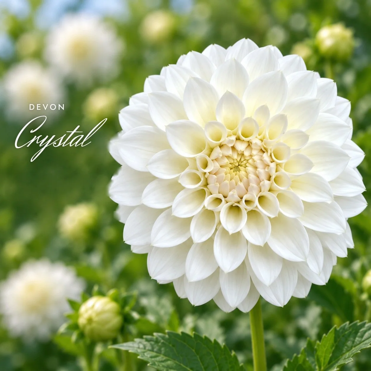 Devon Crystal