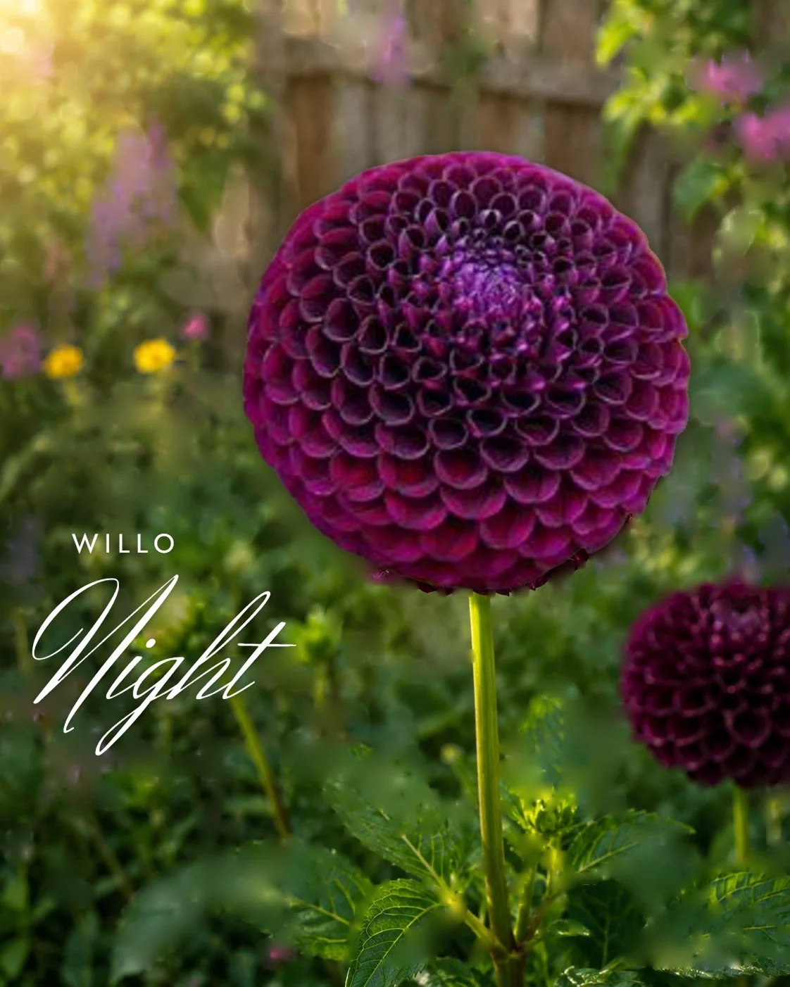 Willo Night
