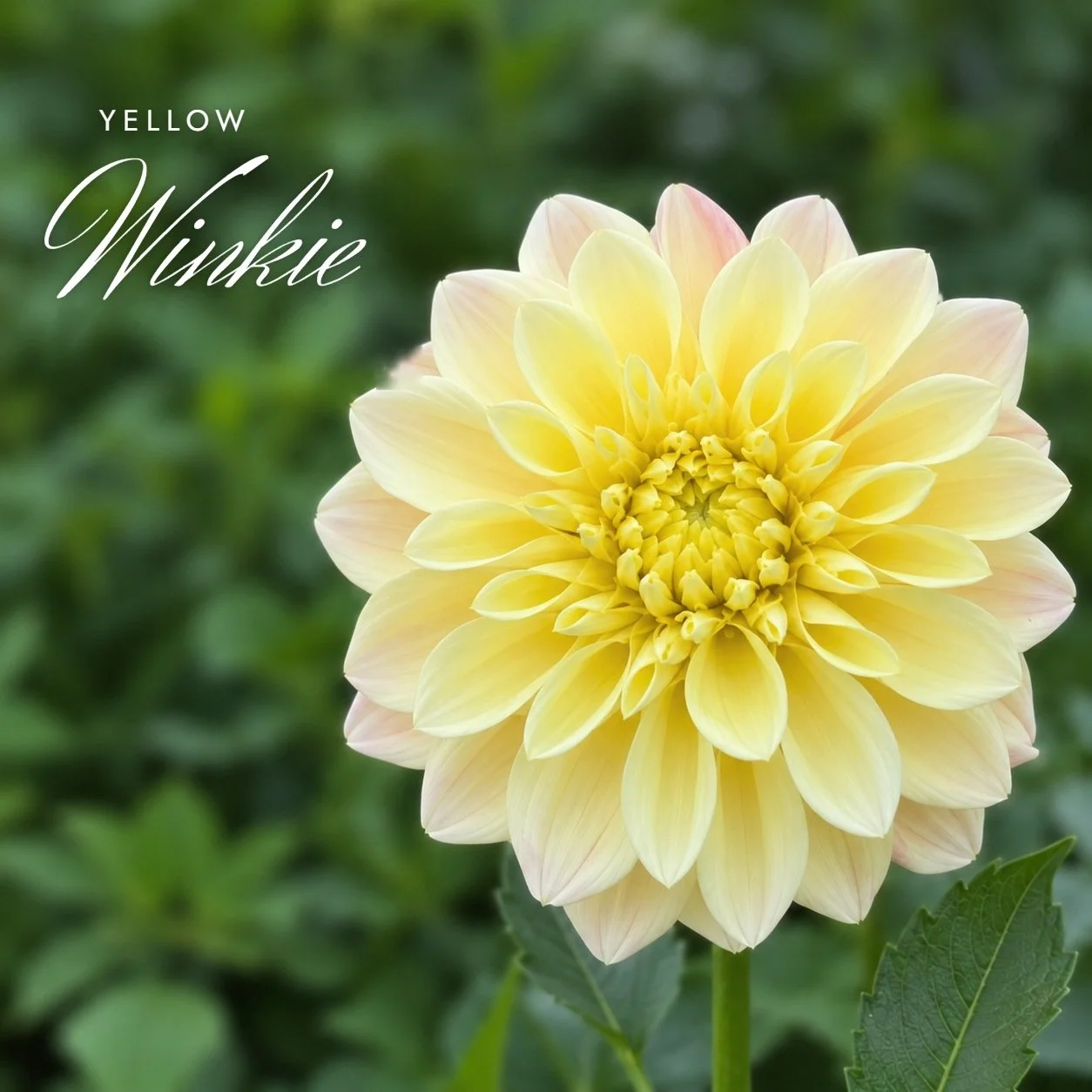 Yellow Winkie