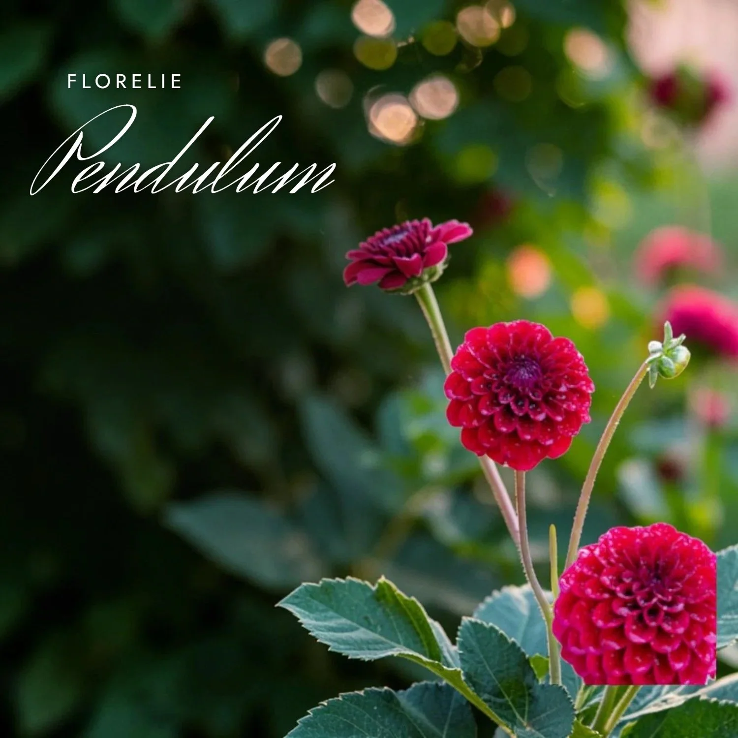 Florelie Pendulum