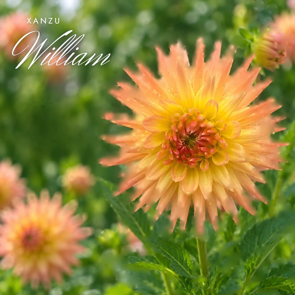 Xanzu William