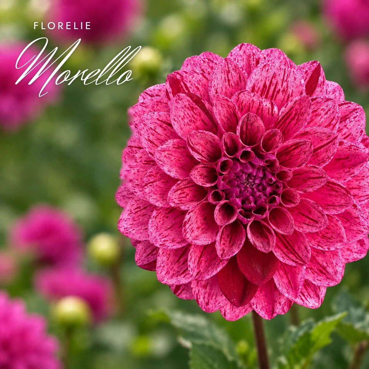 Florelie Morello