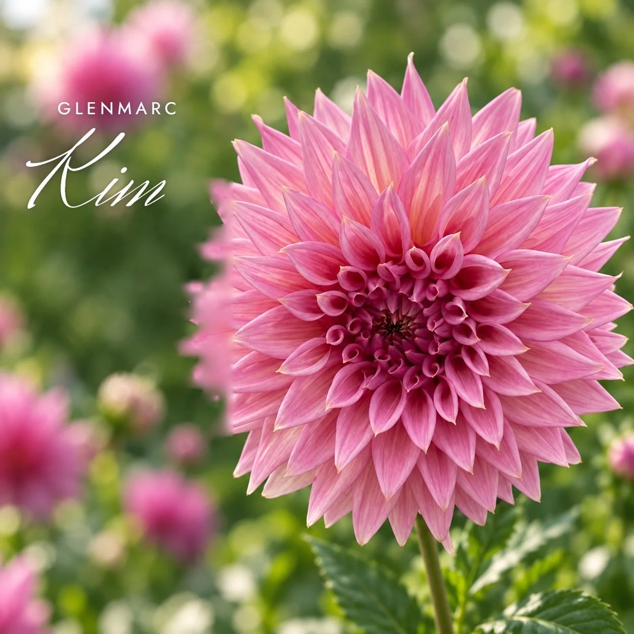 Glenmarc Kim