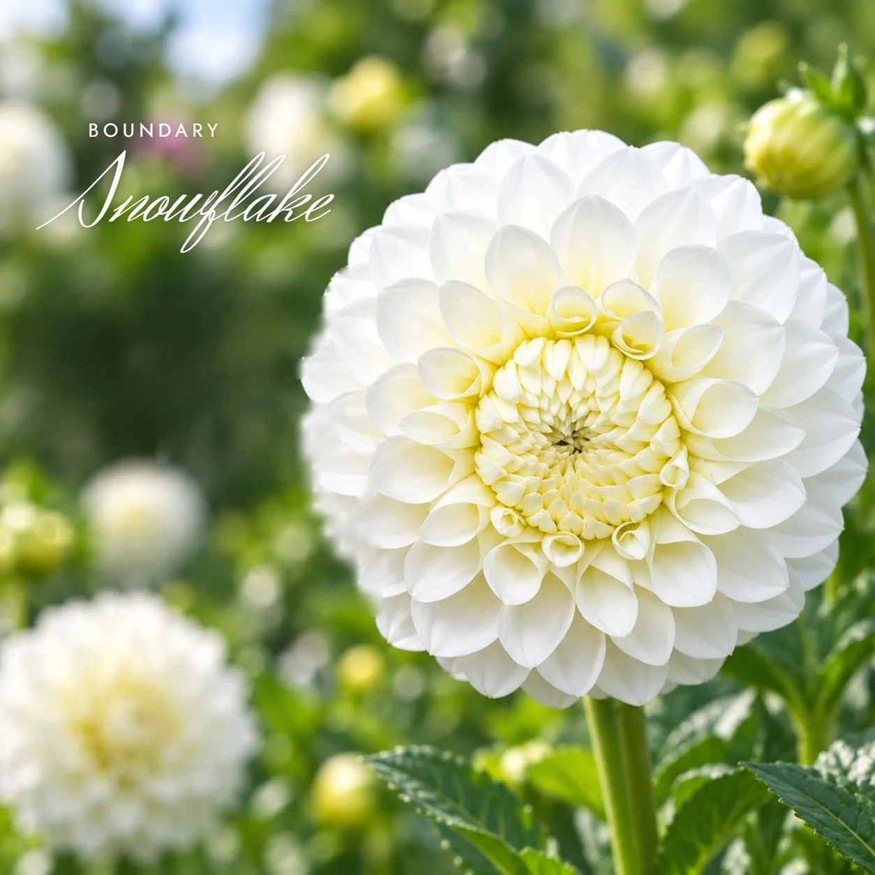 Boundary Snowflake