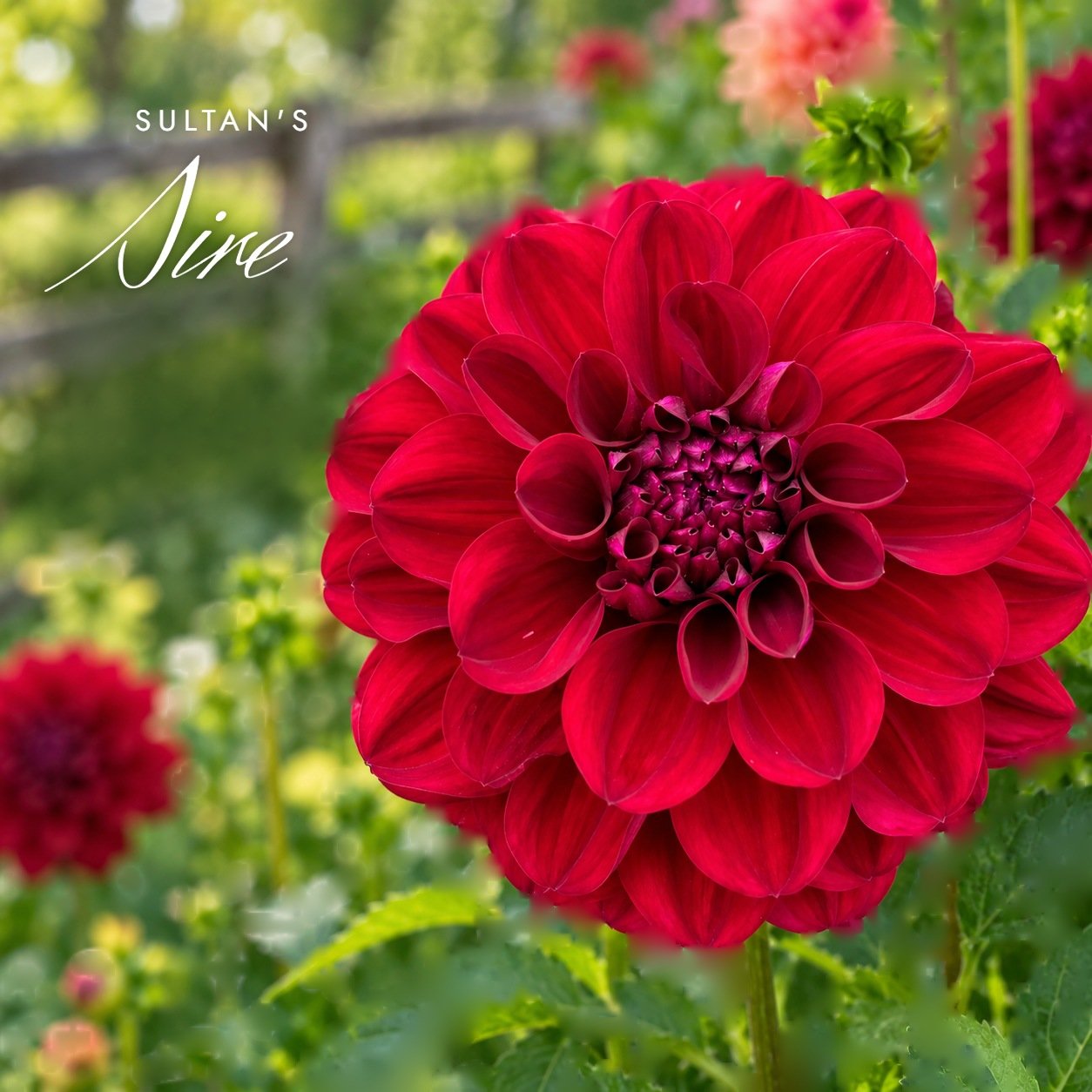 Sultan's Sire
