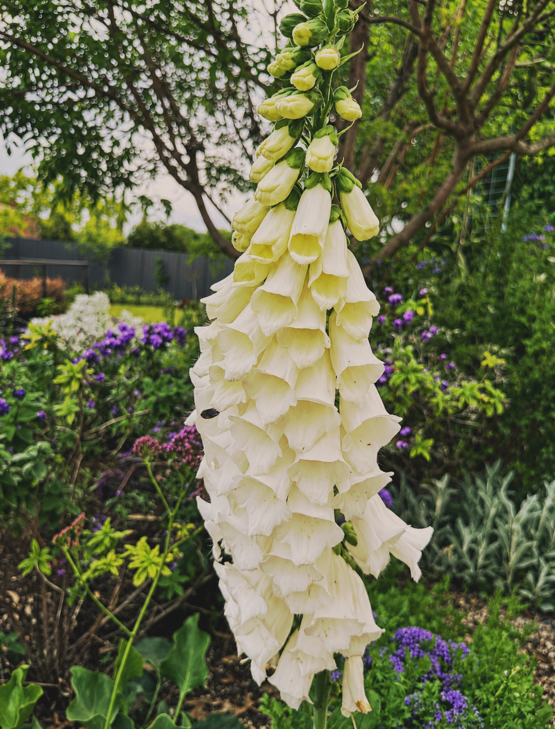 White foxglove flowering in the Field of Grace garden