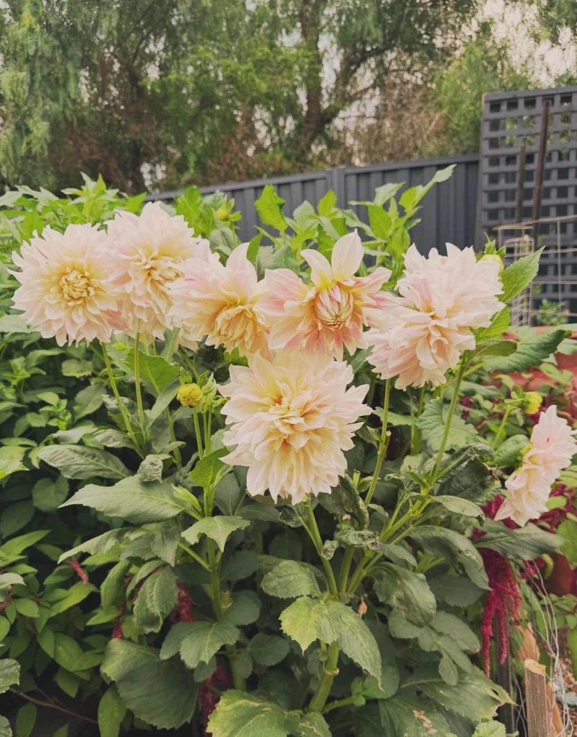 Peach and cream dahlias blooming in the Field of Grace garden