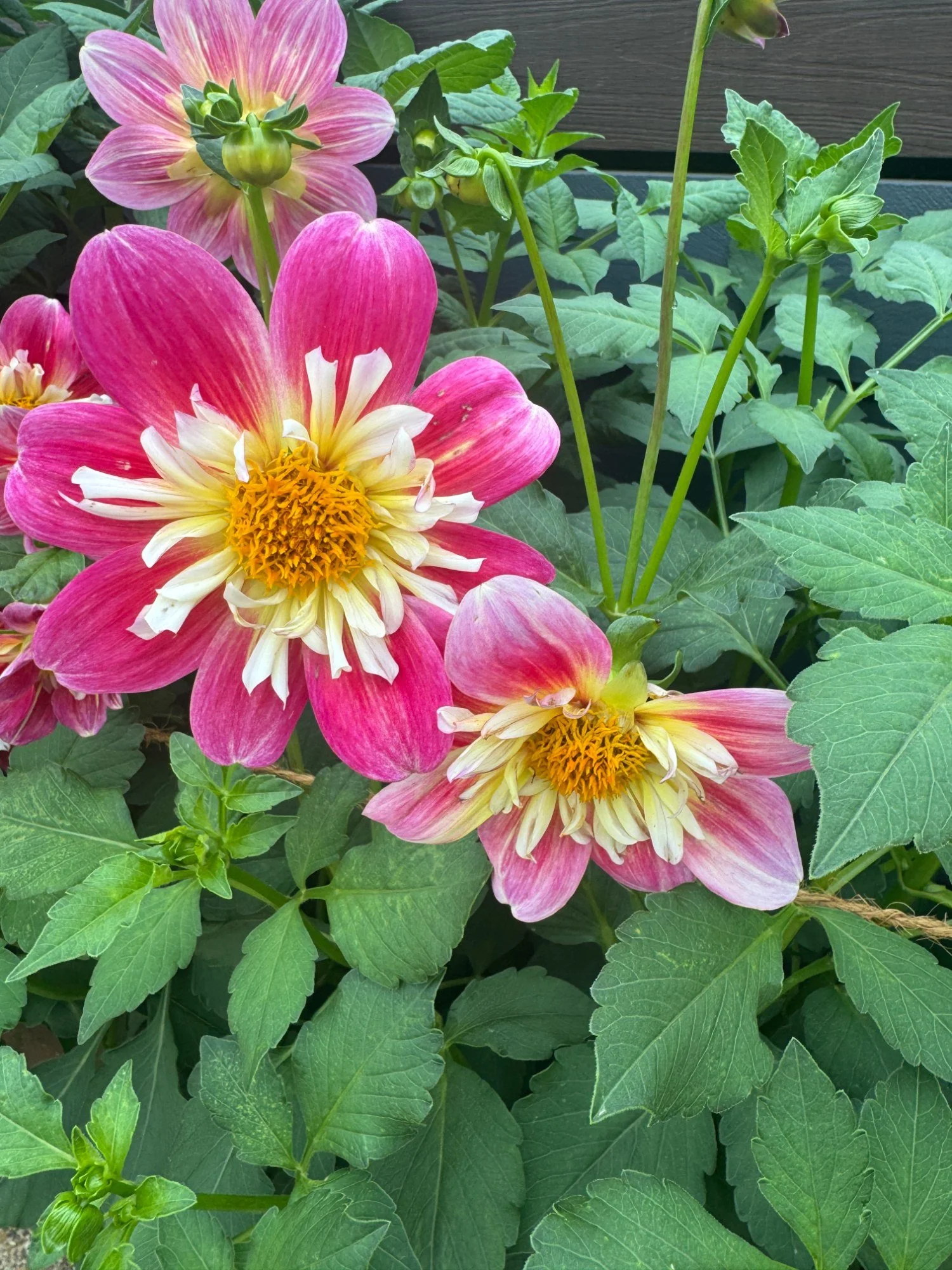 Beauty-1.jpg