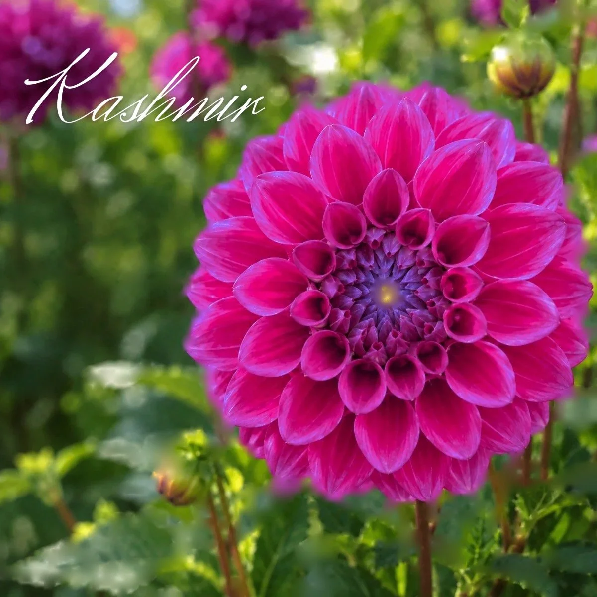 Kashmir