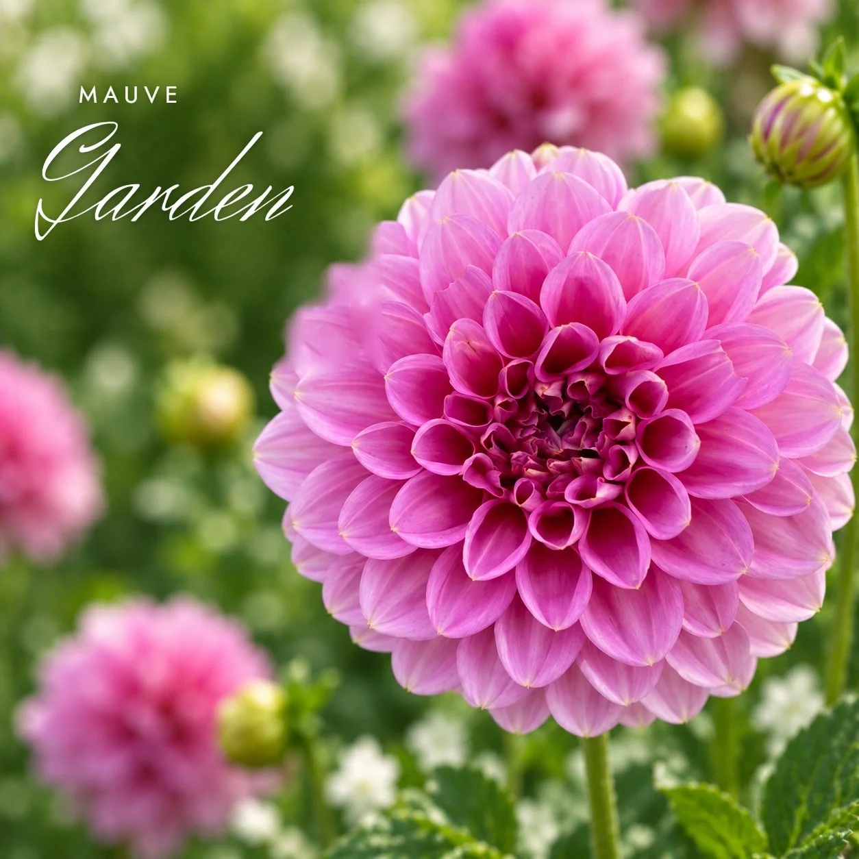 Mauve Garden