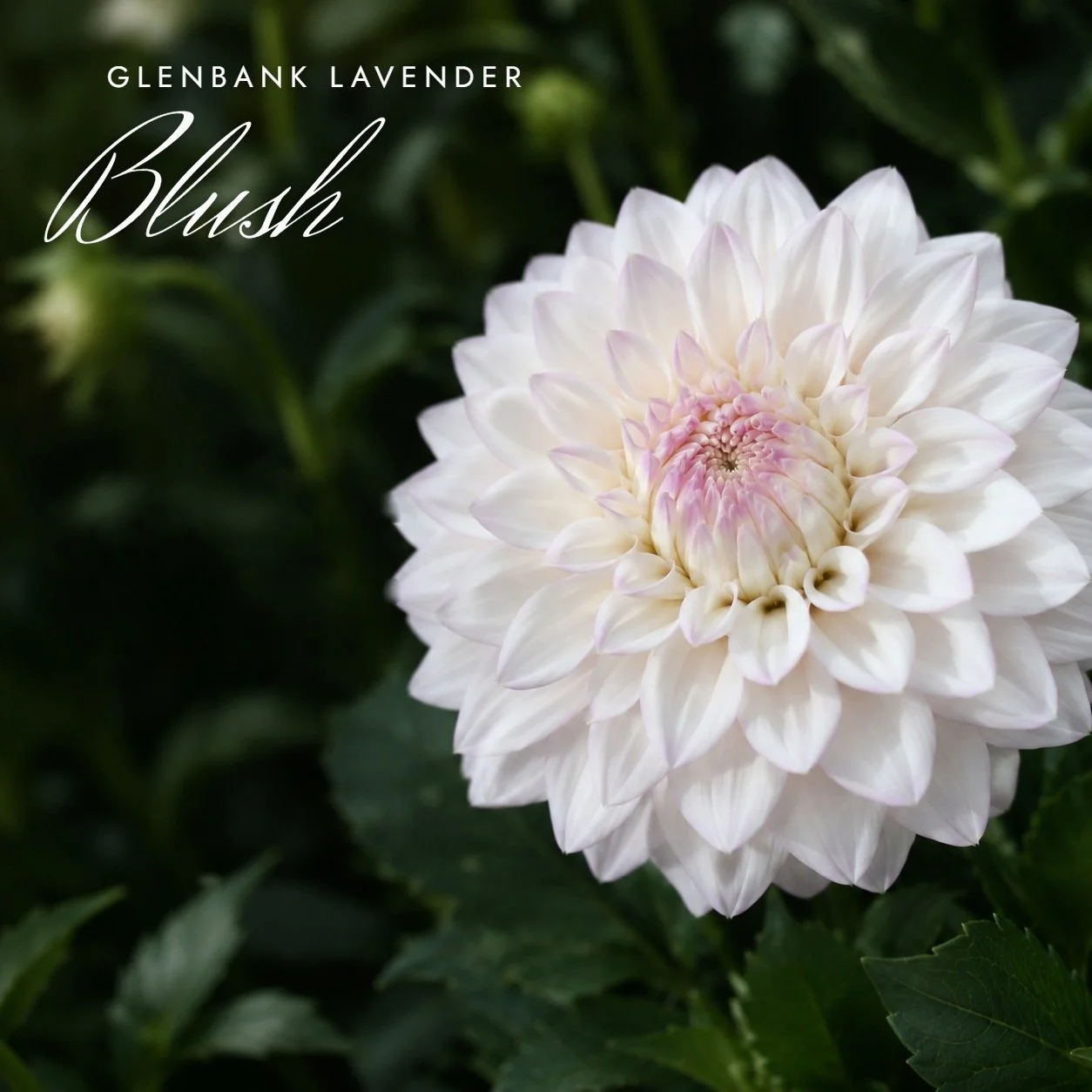 Glenbank Lavender Blush