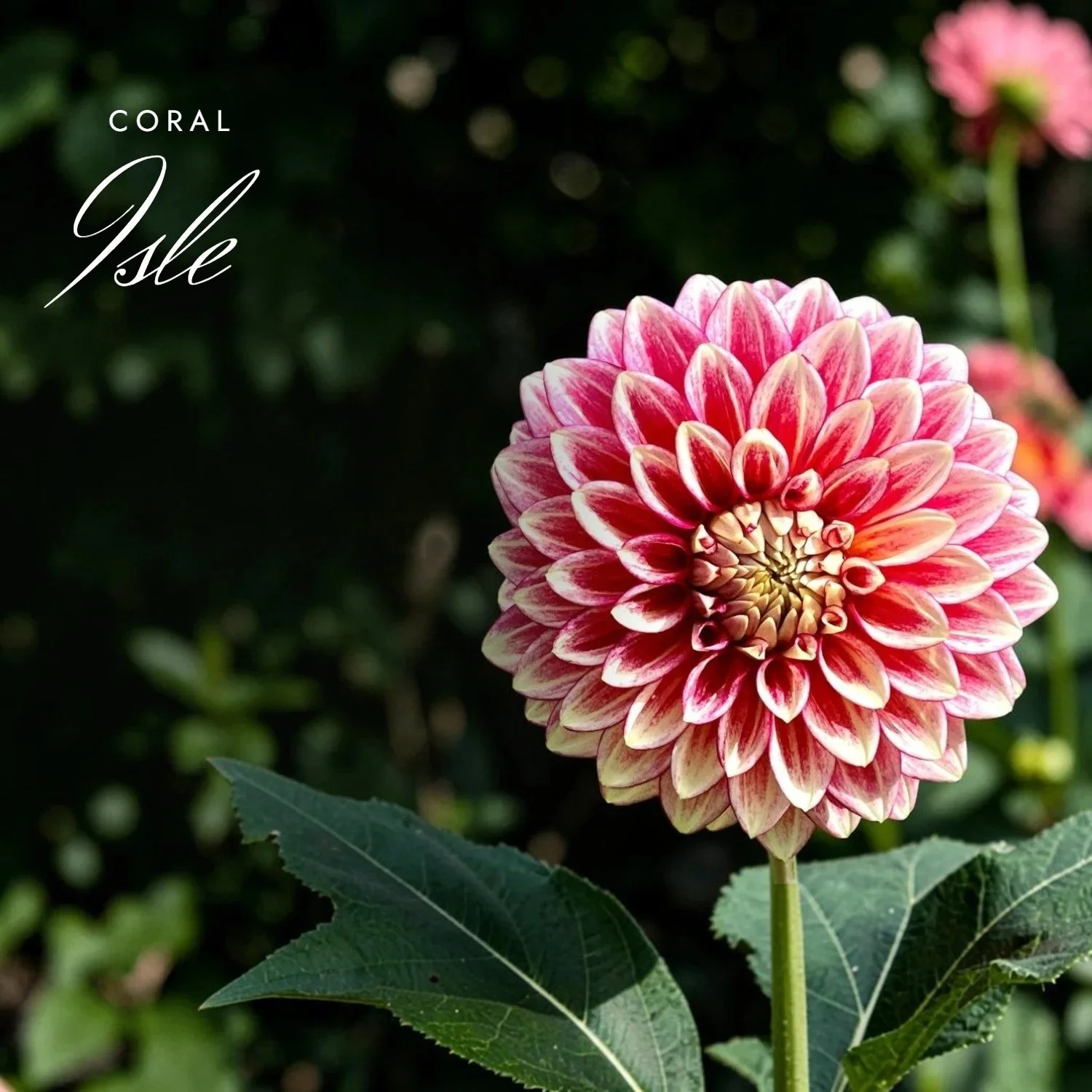 Coral Isle