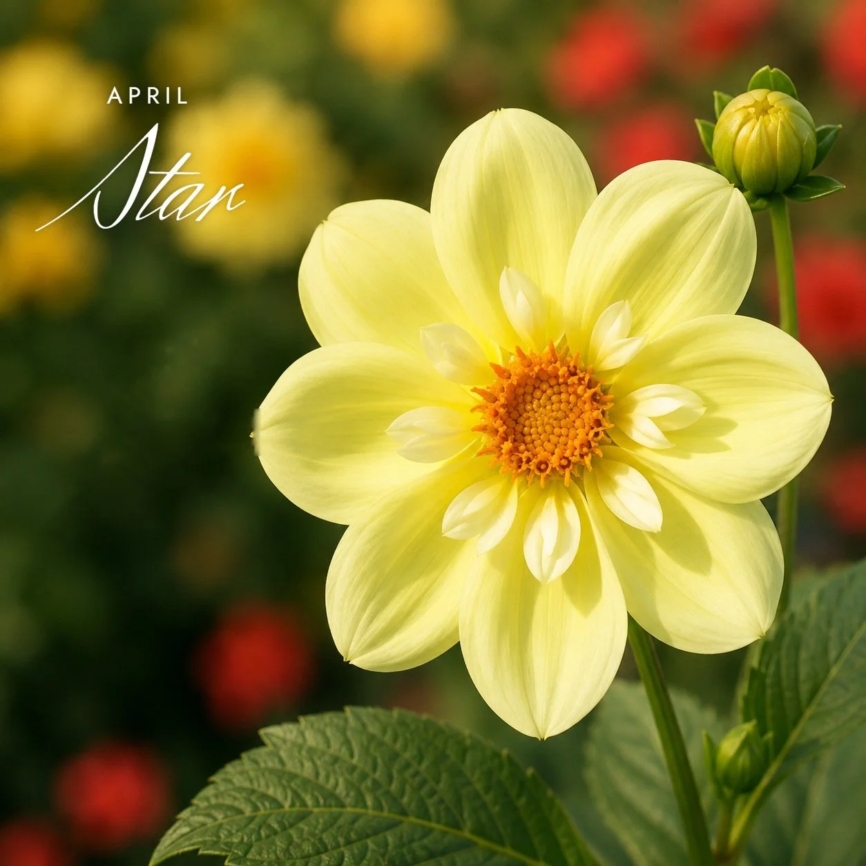 April Star
