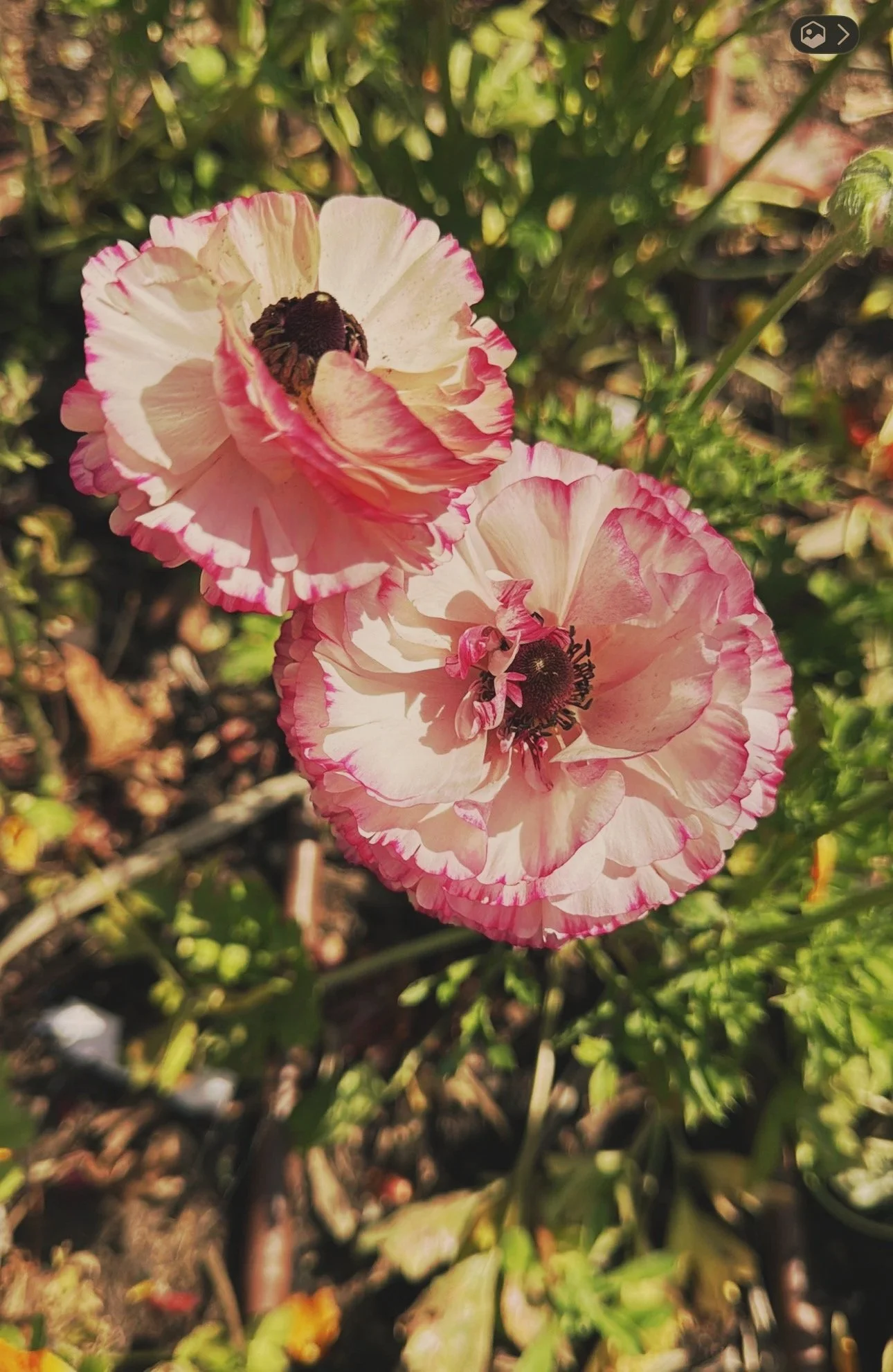 Soft pink ruffled poppies in the Field of Grace garden