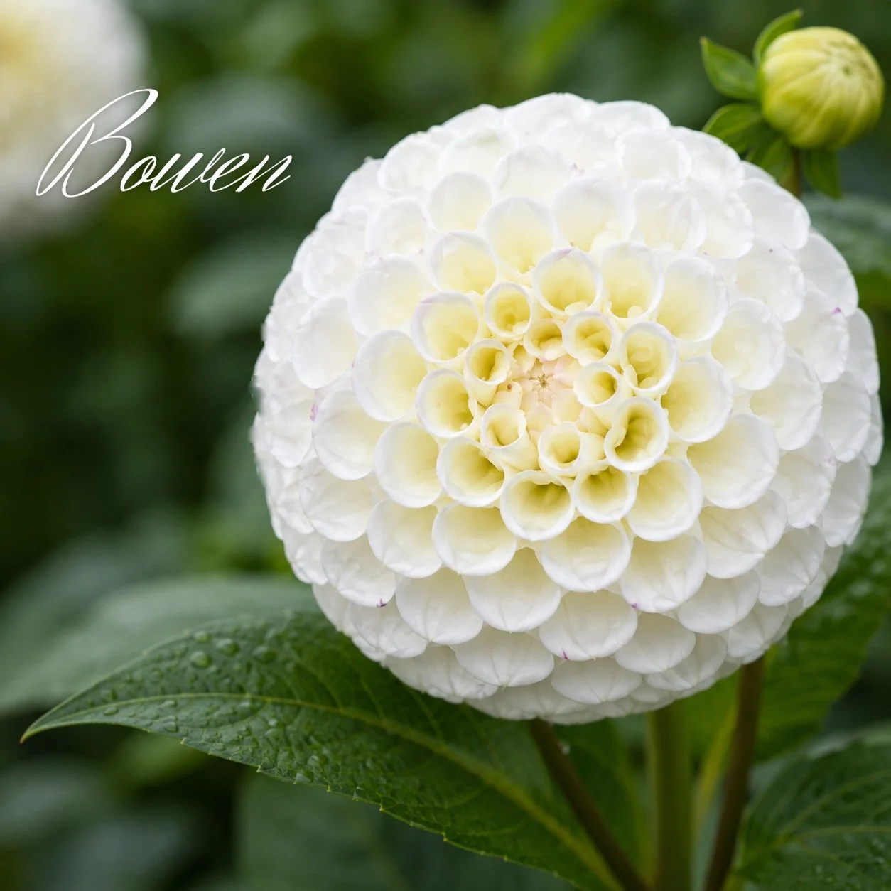 Bowen
