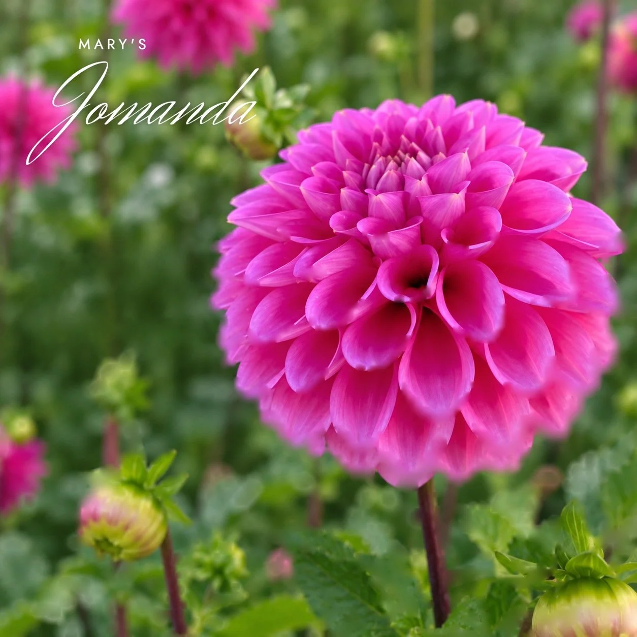 Mary's Jomanda