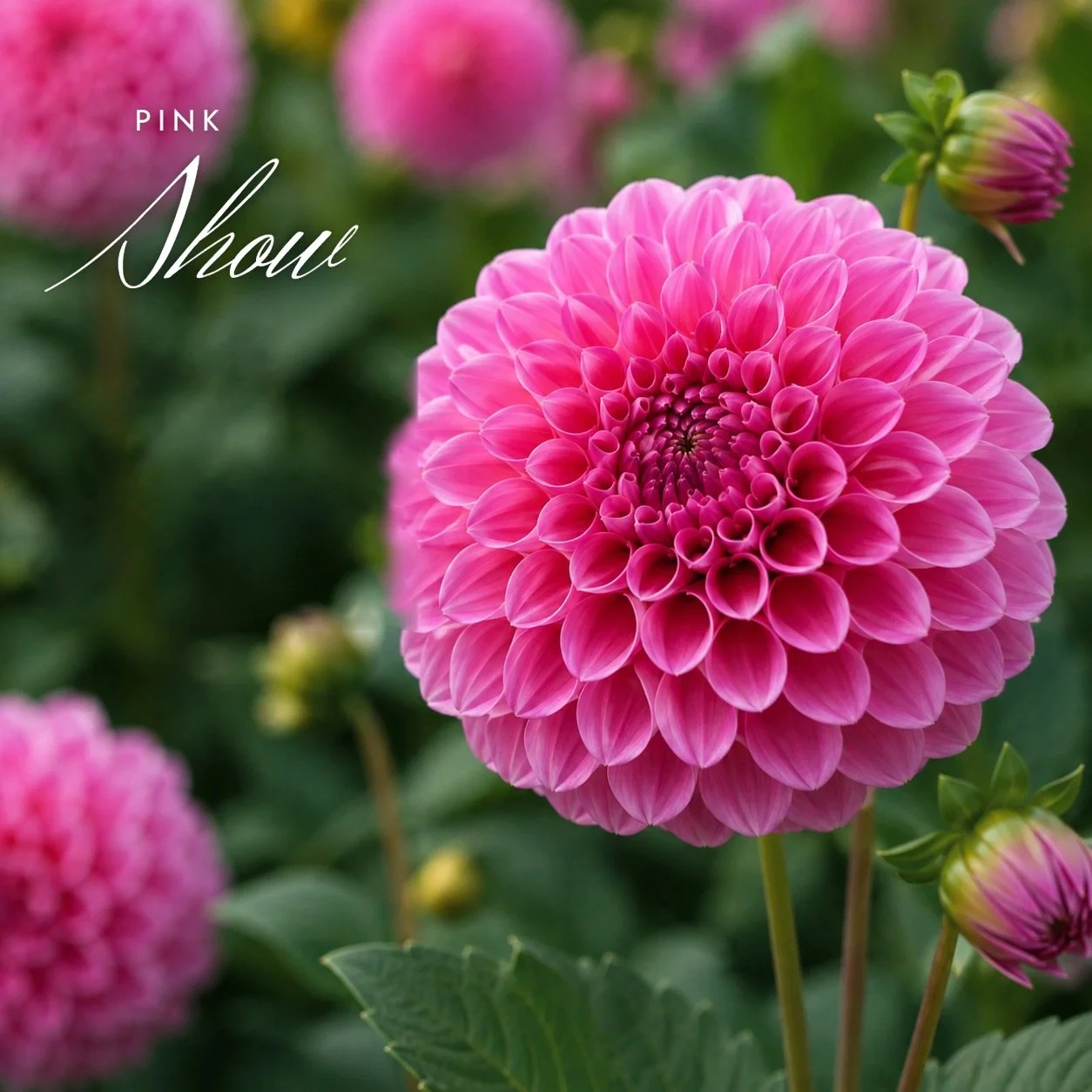 Pink Show