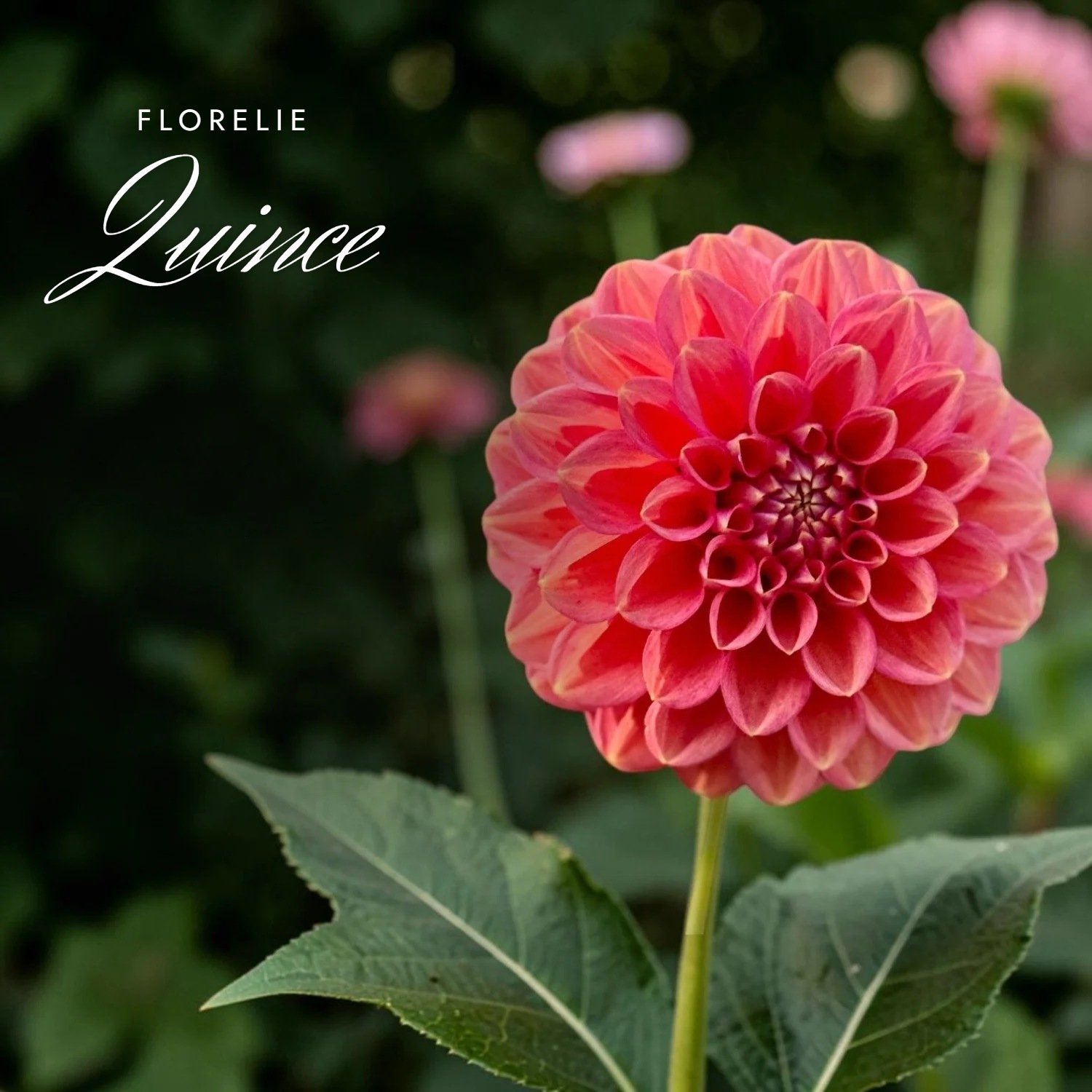 Florelie Quince