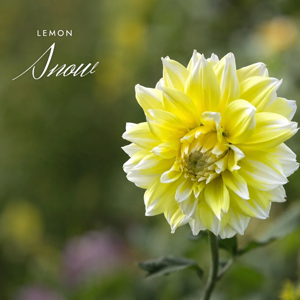 Lemon Snow
