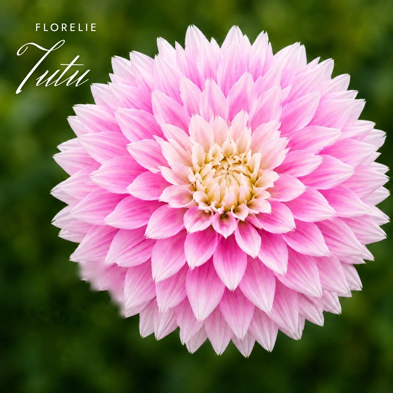 Florelie Tutu