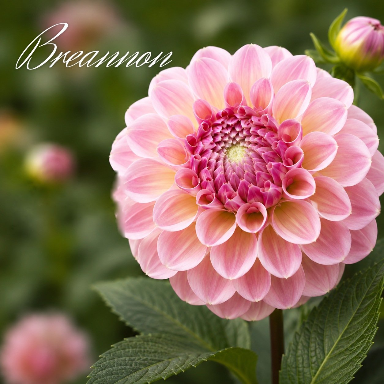 Breannon
