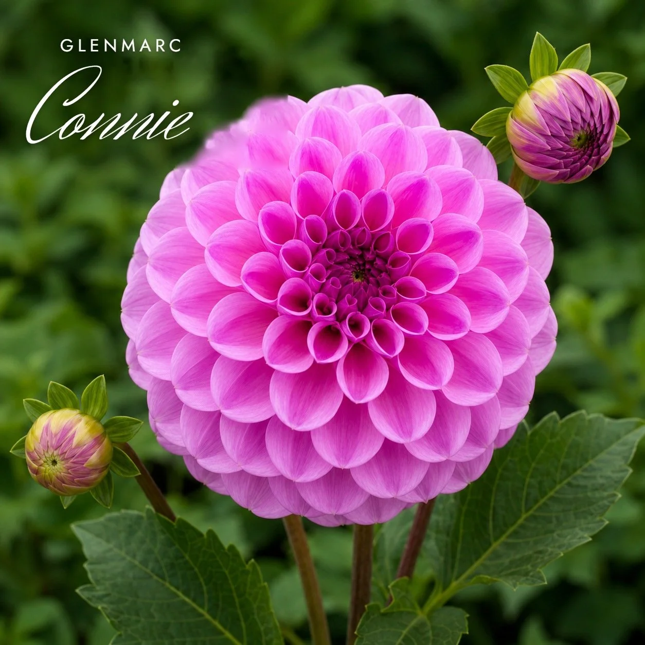 Glenmarc Connie