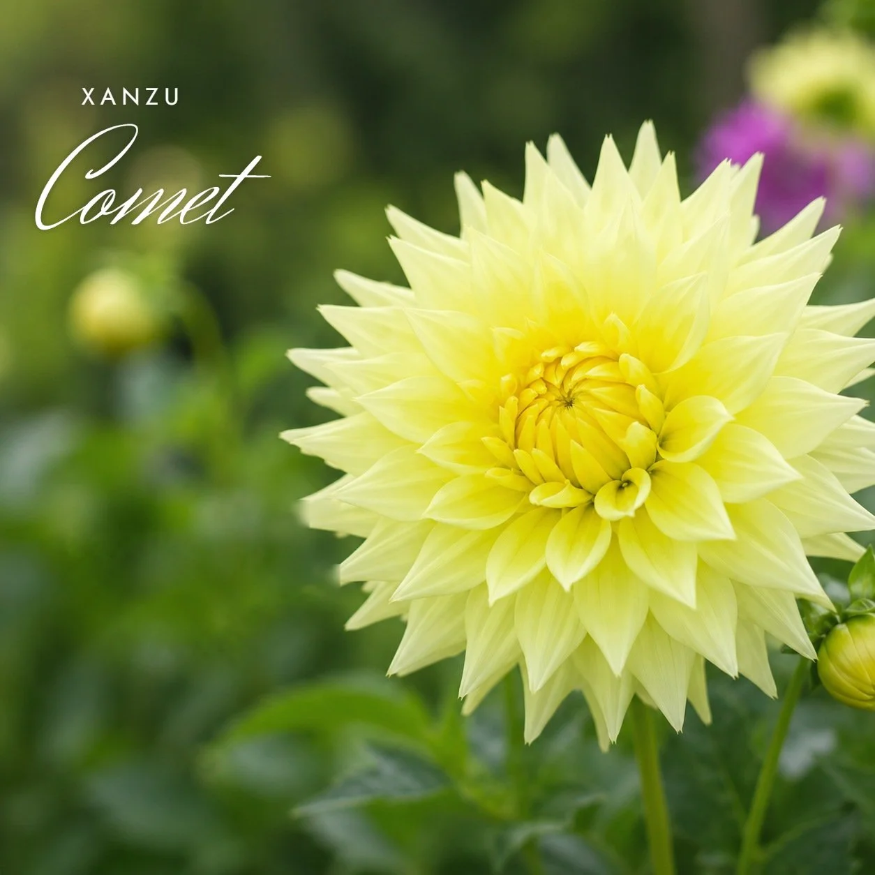Xanzu Comet