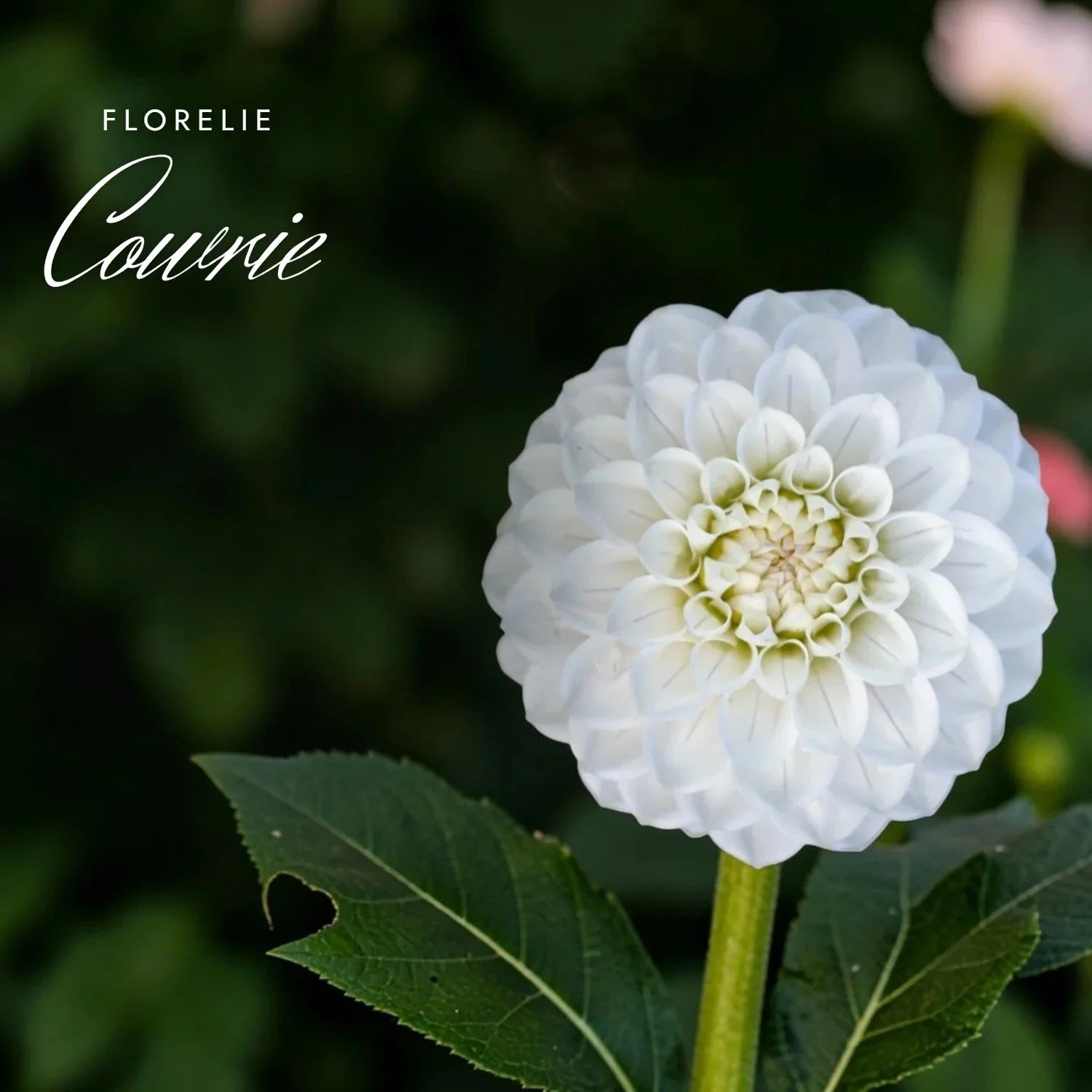 Florelie Cowrie