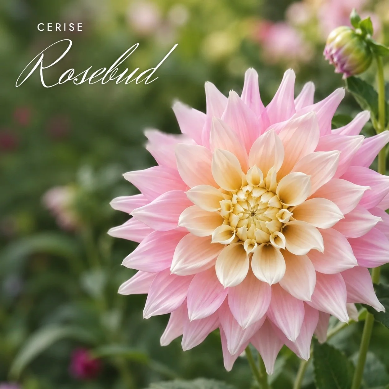 Cerise Rosebud
