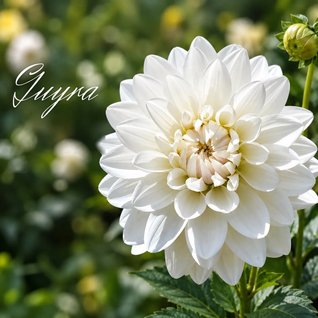 Guyra